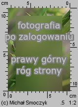 Kerria japonica (zÅ‚otlin japoÅ„ski)
