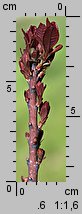 Cotinus coggygria (perukowiec podolski)