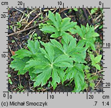 Ranunculus platanifolius (jaskier platanolistny)