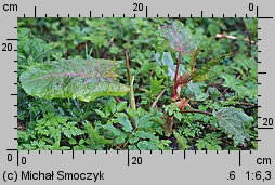 Rumex alpinus (szczaw alpejski)