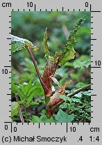 Rumex alpinus (szczaw alpejski)