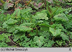 Rumex alpinus (szczaw alpejski)