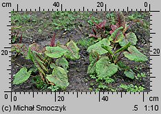 Rumex alpinus (szczaw alpejski)