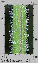 Myrrhis odorata (marchewnik anyżowy)