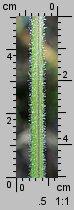 Myrrhis odorata (marchewnik anyżowy)