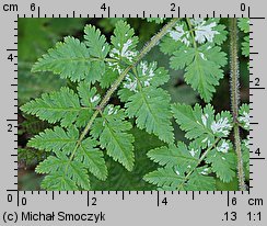Myrrhis odorata (marchewnik anyżowy)