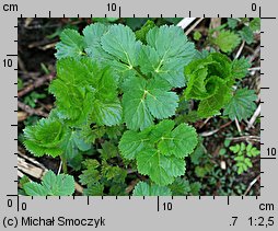 Peucedanum ostruthium (gorysz miarz)