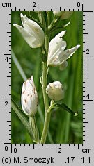 Cephalanthera damasonium (buławnik wielkokwiatowy)