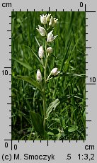 Cephalanthera damasonium (buławnik wielkokwiatowy)