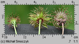 Geum ×intermedium (kuklik pośredni)