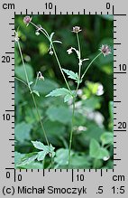 Geum ×intermedium (kuklik pośredni)