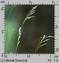 Deschampsia flexuosa (śmiałek pogięty)