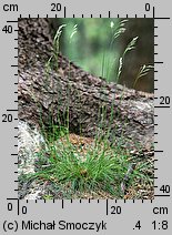 Deschampsia flexuosa (śmiałek pogięty)