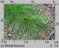 Deschampsia flexuosa (śmiałek pogięty)