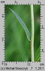 Crepis succisifolia (pępawa czarcikęsolistna)