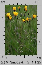 Crepis succisifolia (pępawa czarcikęsolistna)