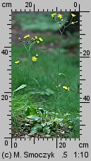 Hieracium murorum (jastrzębiec leśny)