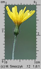 Hieracium murorum (jastrzębiec leśny)