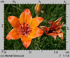 Lilium bulbiferum (lilia bulwkowata)