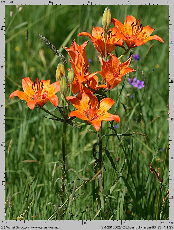 Lilium bulbiferum (lilia bulwkowata)