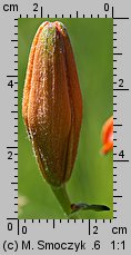 Lilium bulbiferum (lilia bulwkowata)