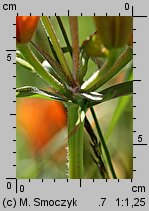 Lilium bulbiferum (lilia bulwkowata)