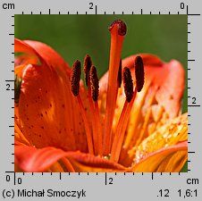 Lilium bulbiferum (lilia bulwkowata)