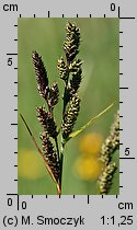 Carex hartmaniorum (turzyca Hartmana)