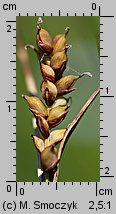 Carex panicea (turzyca prosowata)