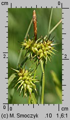 Carex flava (turzyca żółta)