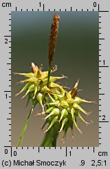 Carex flava (turzyca żółta)