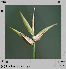 Carex pauciflora (turzyca skąpokwiatowa)