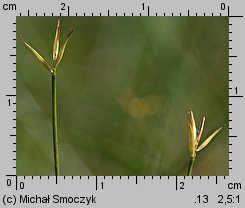 Carex pauciflora (turzyca skąpokwiatowa)