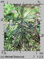 Pinus rotundata (sosna błotna)