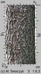 Pinus rotundata (sosna błotna)