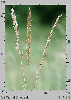 Avenula pratensis (owsica łąkowa)