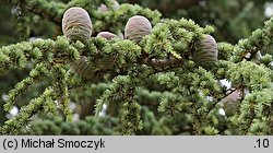 Cedrus atlantica (cedr atlaski)