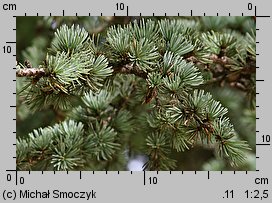 Cedrus atlantica (cedr atlaski)