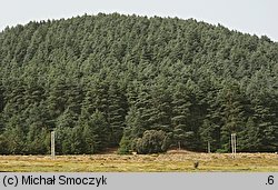 Cedrus atlantica (cedr atlaski)