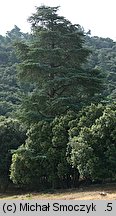 Cedrus atlantica (cedr atlaski)