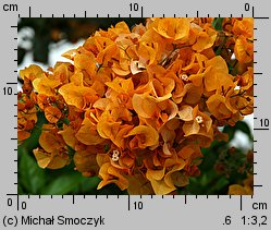 Bougainvillea glabra (bugenwilla gładka)