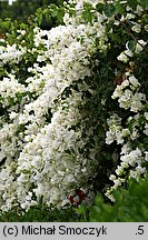 Bougainvillea glabra (bugenwilla gładka)