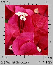 Bougainvillea glabra (bugenwilla gładka)