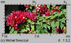 Bougainvillea glabra (bugenwilla gładka)