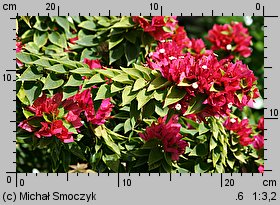 Bougainvillea glabra (bugenwilla gładka)