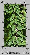 Bougainvillea glabra (bugenwilla gładka)