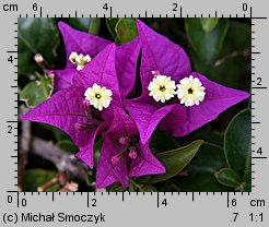 Bougainvillea glabra (bugenwilla gładka)