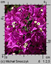 Bougainvillea glabra (bugenwilla gładka)