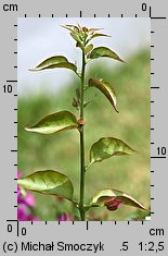 Bougainvillea glabra (bugenwilla gładka)