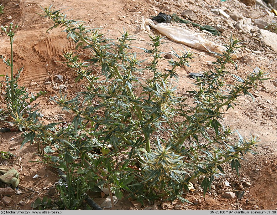 Xanthium spinosum (rzepień kolczasty)